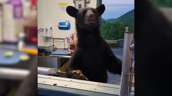 Black Bear Gatlinburg Concession Stand Incident – Full Story & Safety Measures