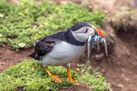 Can Puffins Fly? Exploring the Aerial and Aquatic Abilities of These Seabirds