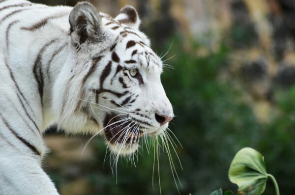 Tiger Sighting in Cincinnati, Ohio – Latest Updates & Insights